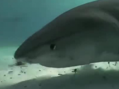 深海世界全息影像已實現,全息地圖